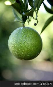Green growing oranges hanging from tree