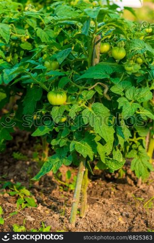 Green growing tomato on a garden in a greenhouse close-up