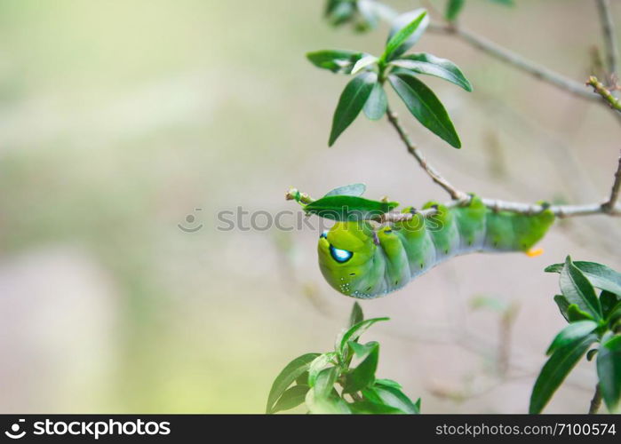 green hawk-moth (Daphnis nerii, Sphingidae) caterpillar climbing eat plant