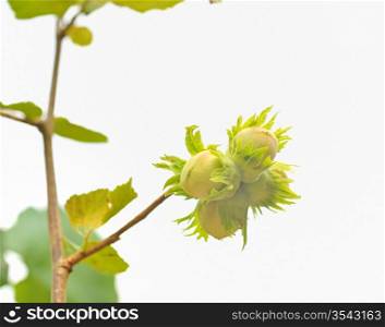 green hazelnuts