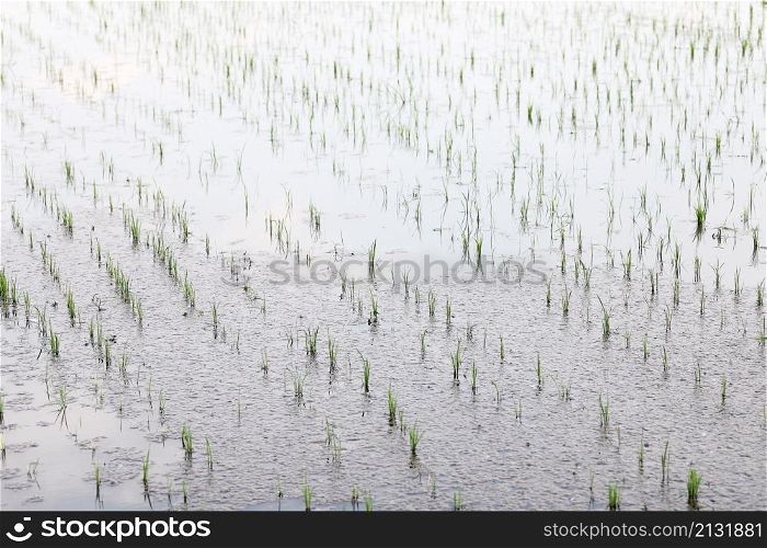 Green Head rice plant wheat on water