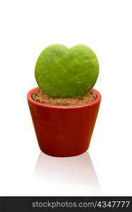 Green heart shaped cactus at pot isolated on a white