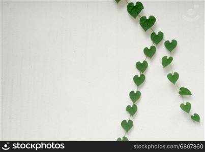 green heart shaped leaves on white wall