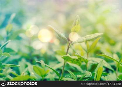Green hedge with dew and bokeh lights