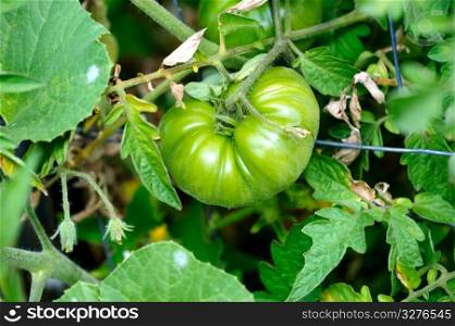 Green Heirloom Tomato. Unripe green heirloom Tomato growing on the vine