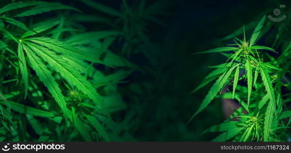 Green hemp leaf marijuana background Folhas de maconha cannabis