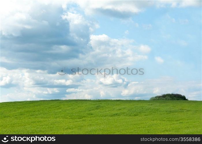 Green herb on background sky rural landscape