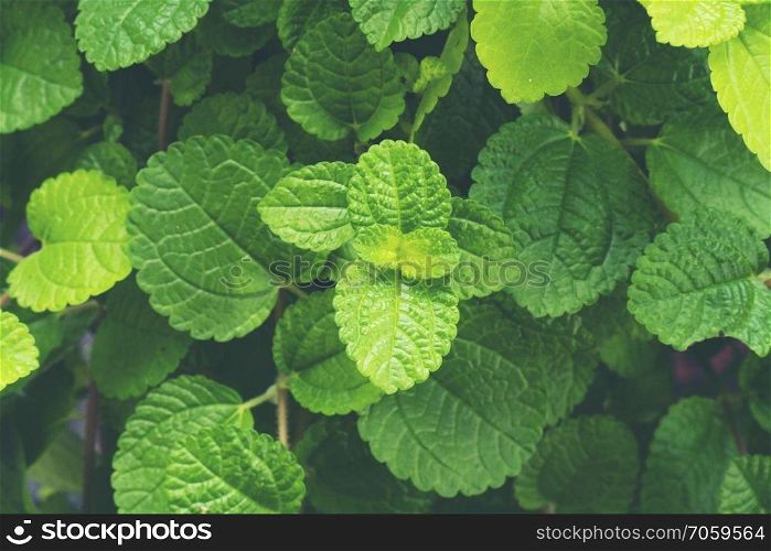 green herbs leaf