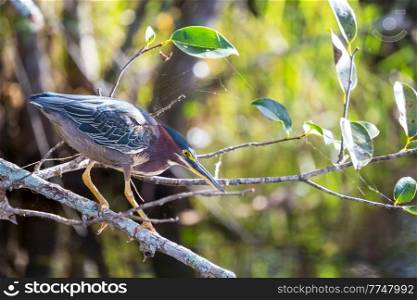 Green Heron,Everglades National Park, Florida