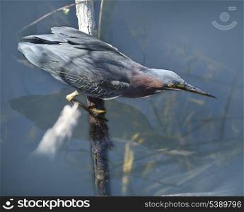 Green Heron Stalking Its Prey - Everglades National Park, Florida