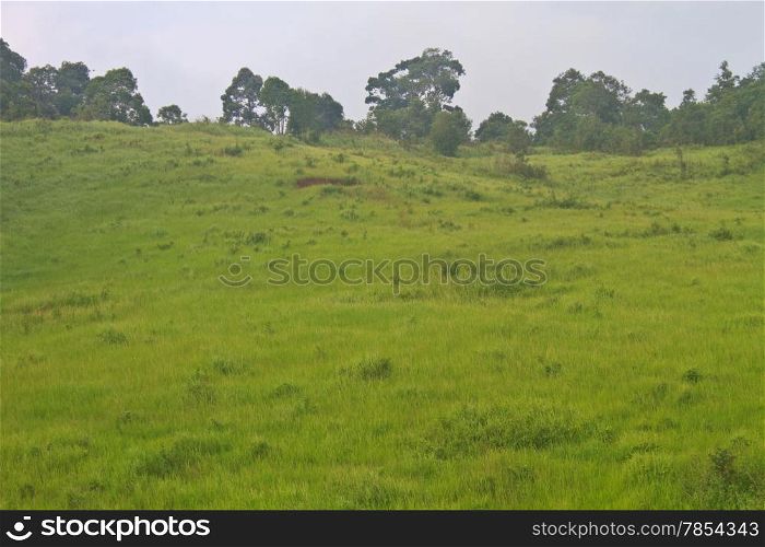 Green hills and grass field in the beginning of summer
