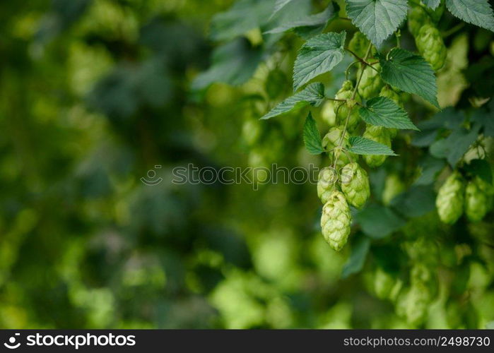 Green hop cones on hops plant agricultural farm field for brewing beer harvest ready.