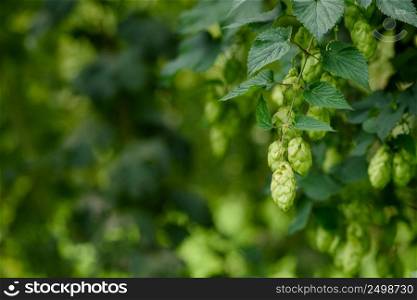 Green hop cones on hops plant agricultural farm field for brewing beer harvest ready.