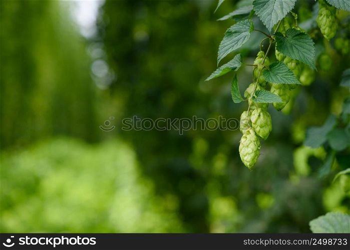 Green hop cones on hops plant farm field for brewing beer harvest ready.