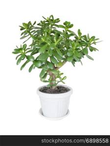 Green house plant Crassula (Money Tree) in white flowerpot isolated on a white background
