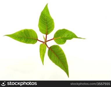 Green house plant on a white background. A close up.