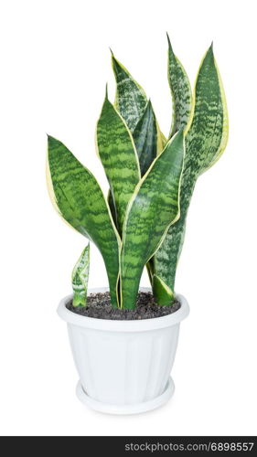 Green house plant Sansevieria in white flowerpot isolated on a white background