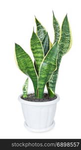 Green house plant Sansevieria in white flowerpot isolated on a white background