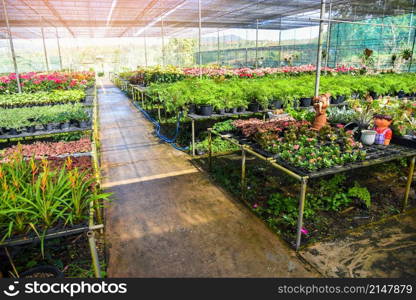 Green house with various kinds plant in pot background, Nursery flower and plant growing for decorate in the garden