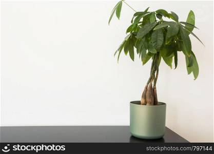 green houseplant on a table against white wall, modern design colorful. green houseplant on a table against white wall, modern design