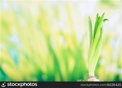 Green hyacinth plant growing from an onion in the spring