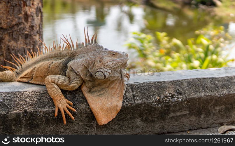 Green iguana also known as the American iguana is a lizard reptile in the genus Iguana in the iguana family. And in the subfamily Iguanidae.