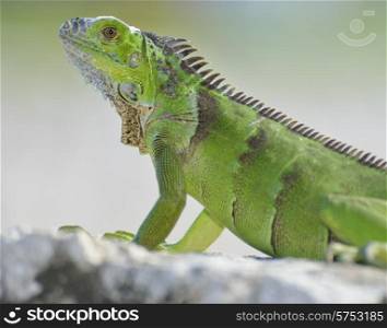 Green Iguana Basking On The Stone Wall