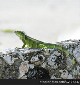 Green Iguana Basking On The Stone Wall