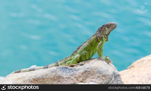 Green Iguana (Iguana iguana) sitting on rocks at the Caribbean coast