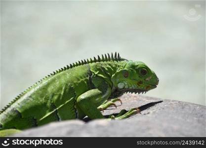 Green iguana lizard with spines along the ridge of his back climbing over a rock.