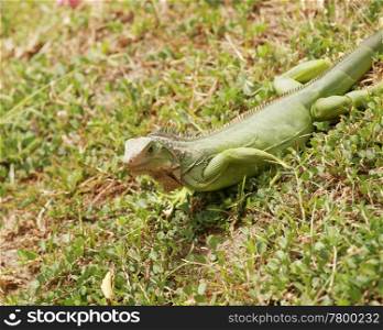 green iguana, male adult, panama, central america