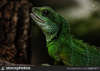 Green Iguana on a branch in the park . Green Iguana on a branch in the park of AmnAville in the Meuse in France