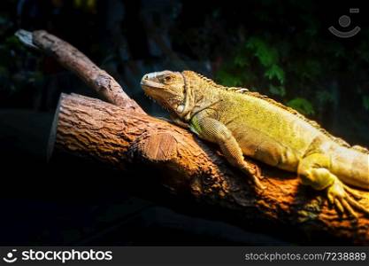 Green Iguana on a tree trunk in tropical forest. Green Iguana in tropical forest