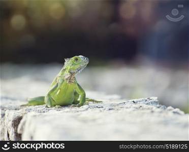 Green Iguana sunning on a stone wall. Green Iguana,front view
