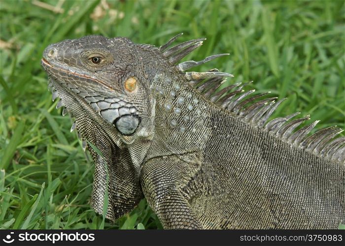 Green Iguana, typical animal of Aruba, ABC Islands