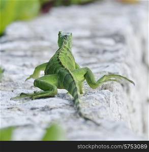 Green Iguana Walking On The Stone Wall