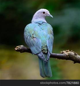 Green Imperial Pigeon (Ducula aenea), standing on a branch, back profile