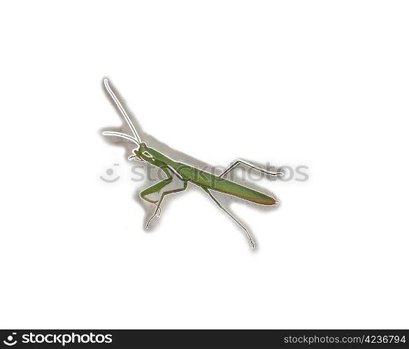 Green insect the bug on a white background