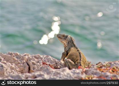 Green island iguana - photographed in October in Curacao
