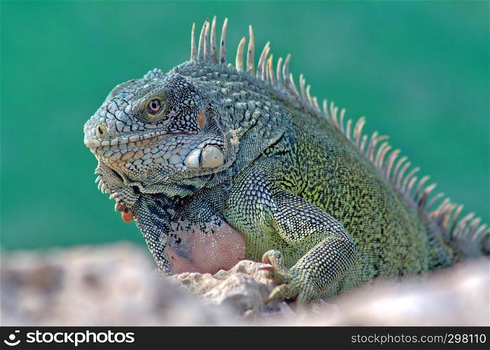 Green island iguana - photographed in October in Curacao
