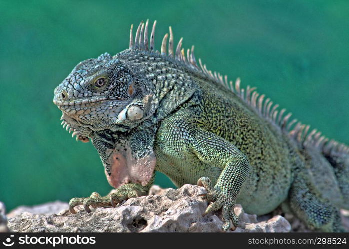 Green island iguana - photographed in October in Curacao