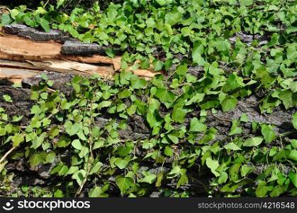 Green ivy and chipped tree trunk. Wood background texture.