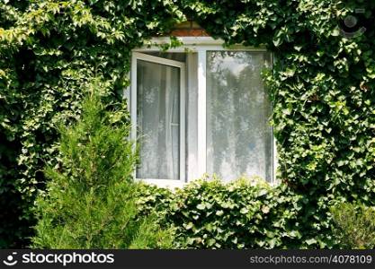 green ivy around new open window in country house in sunny day