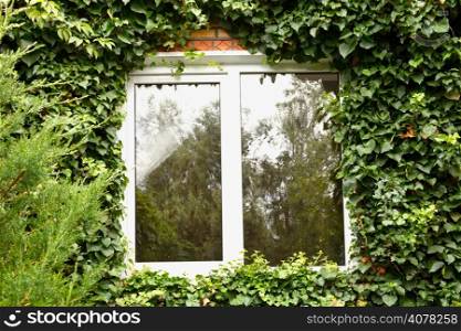 green ivy around new plastic window in country house
