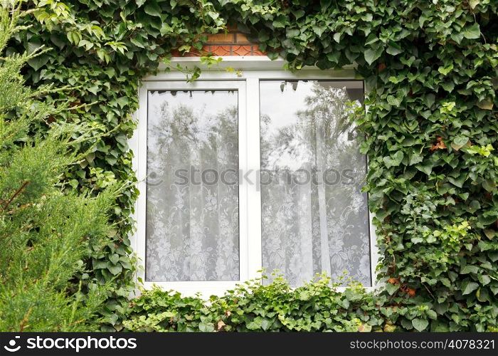green ivy around new window in country house