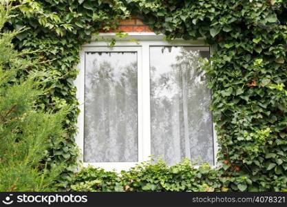 green ivy around new window in country house