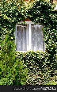 green ivy around open window in rural house in sunny day