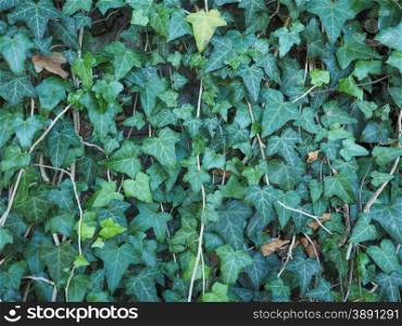 Green ivy background. Green ivy texture useful as a background