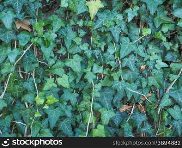 Green ivy background. Green ivy texture useful as a background