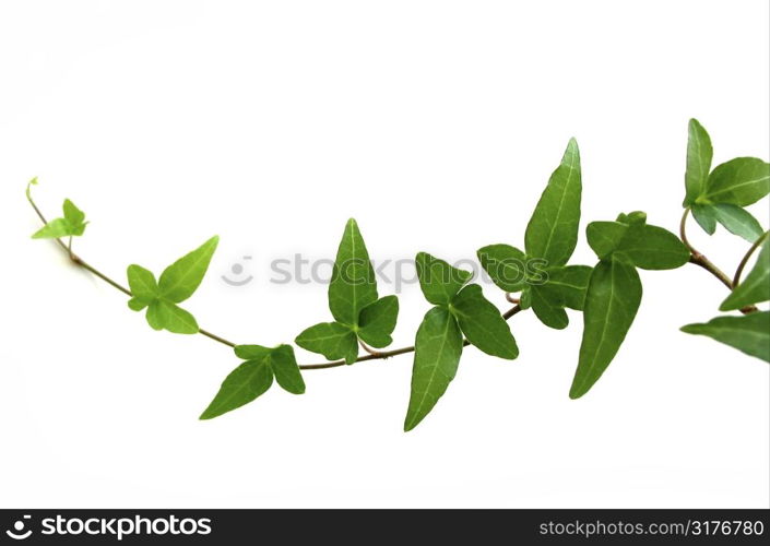 Green ivy closeup on white background